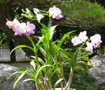 071004dendro.jpg
