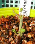 071020daygrowmix.jpg
