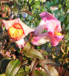 071112kingyoso1.jpg