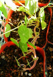 071224majus2.jpg