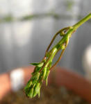071226tricolor.jpg