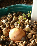 080115lepidum.jpg
