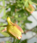 080207lepidum33.jpg