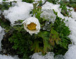 080210northpole.jpg