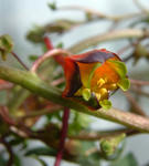 080216tricolor.jpg