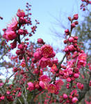 080218ume.jpg