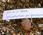 080221polorinc.jpg