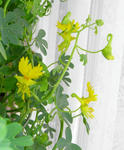 080224canary.jpg