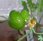 080224canary2.jpg