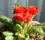 080228primura.jpg