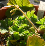 080229pelargo.jpg