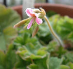 080301pelargo.jpg