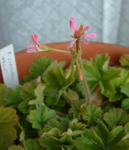 080306pelargo.jpg