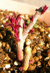 080308antirrhinum.jpg