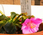 080310lewisia.jpg