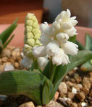 080312muscari.jpg