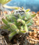 080312echium.jpg