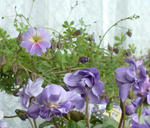 080313kaori.jpg