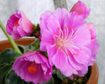 080314lewisia.jpg
