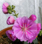080314lewisia2.jpg