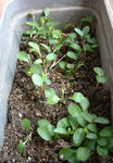 080316helebo.jpg