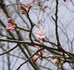 080317sakura.jpg