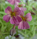 080320xazureum.jpg