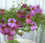 080320xazureum2.jpg