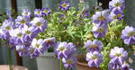 azureum84.jpg