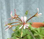 080327pelargo2.jpg