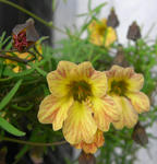 080328azureum.jpg