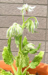 080331boriji2.jpg