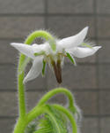 080331boriji.jpg