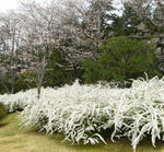 080402yukiyanagi.jpg