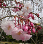 080402sakura2.jpg