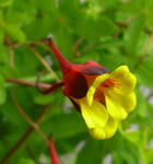 080403tricolor.jpg