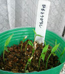 080405himotogarashi.jpg