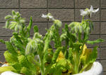 080405boriji_yoseue.jpg