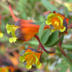 080410tricolor11_0313.jpg