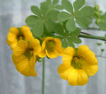080411beuthii4.jpg