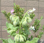 080413boriji.jpg