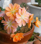 080416lewisia.jpg