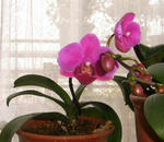 080419kochouran.jpg