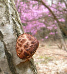 080426shiitake.jpg