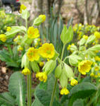 080503causlip.jpg