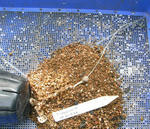 080507incisum.jpg