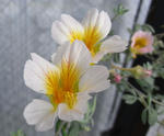 080509trop.jpg
