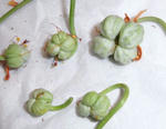 080509seeds.jpg