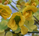 080511beuthii.jpg