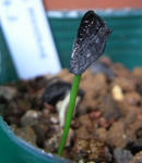 080513rhodo.jpg